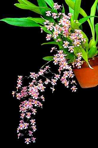 Oncidium ornithorhynchum 